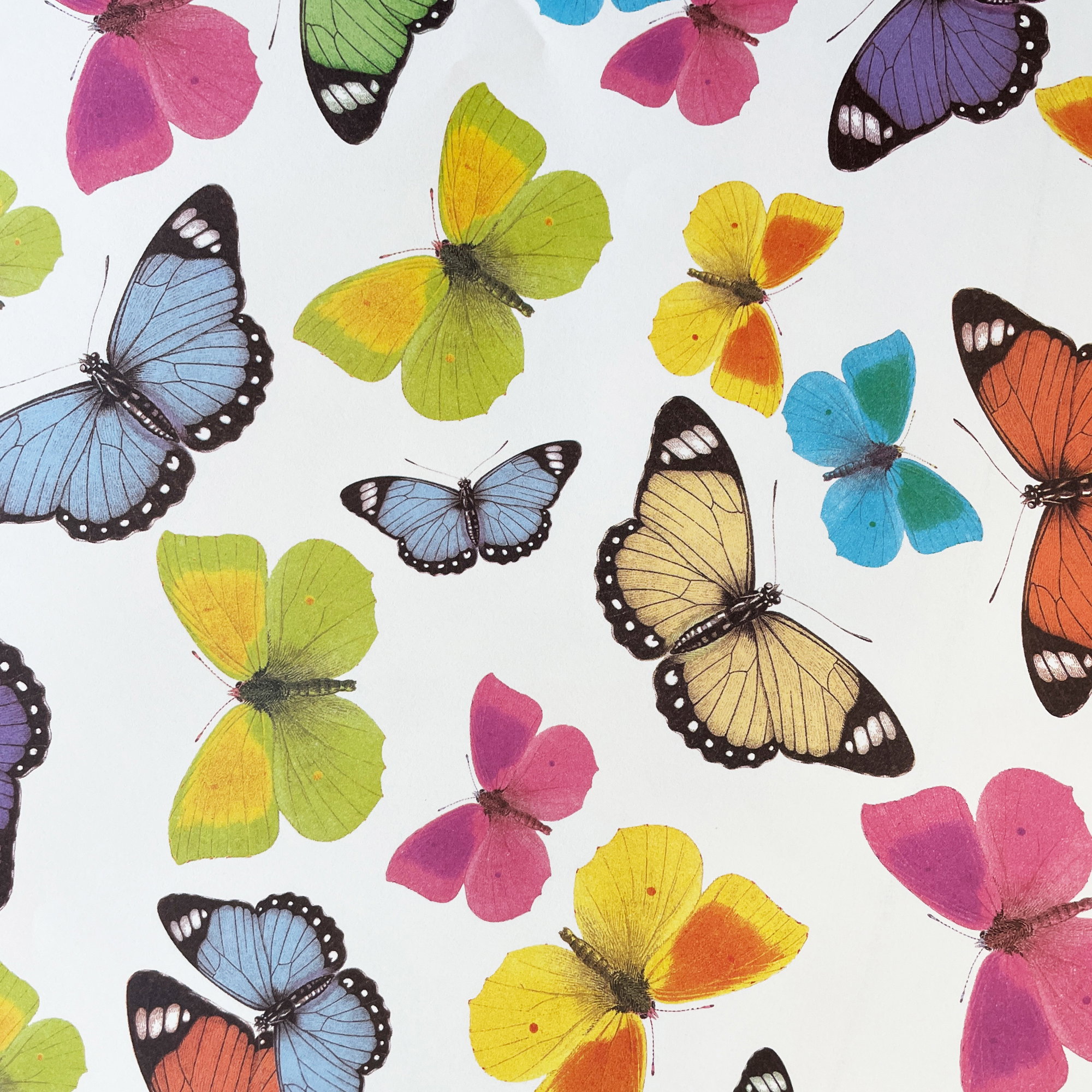 015 - Mariposas