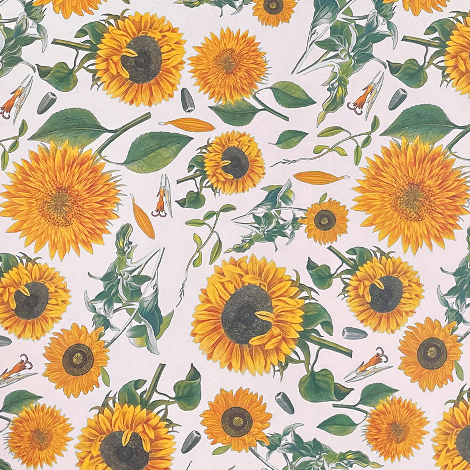 055 - Girasoles