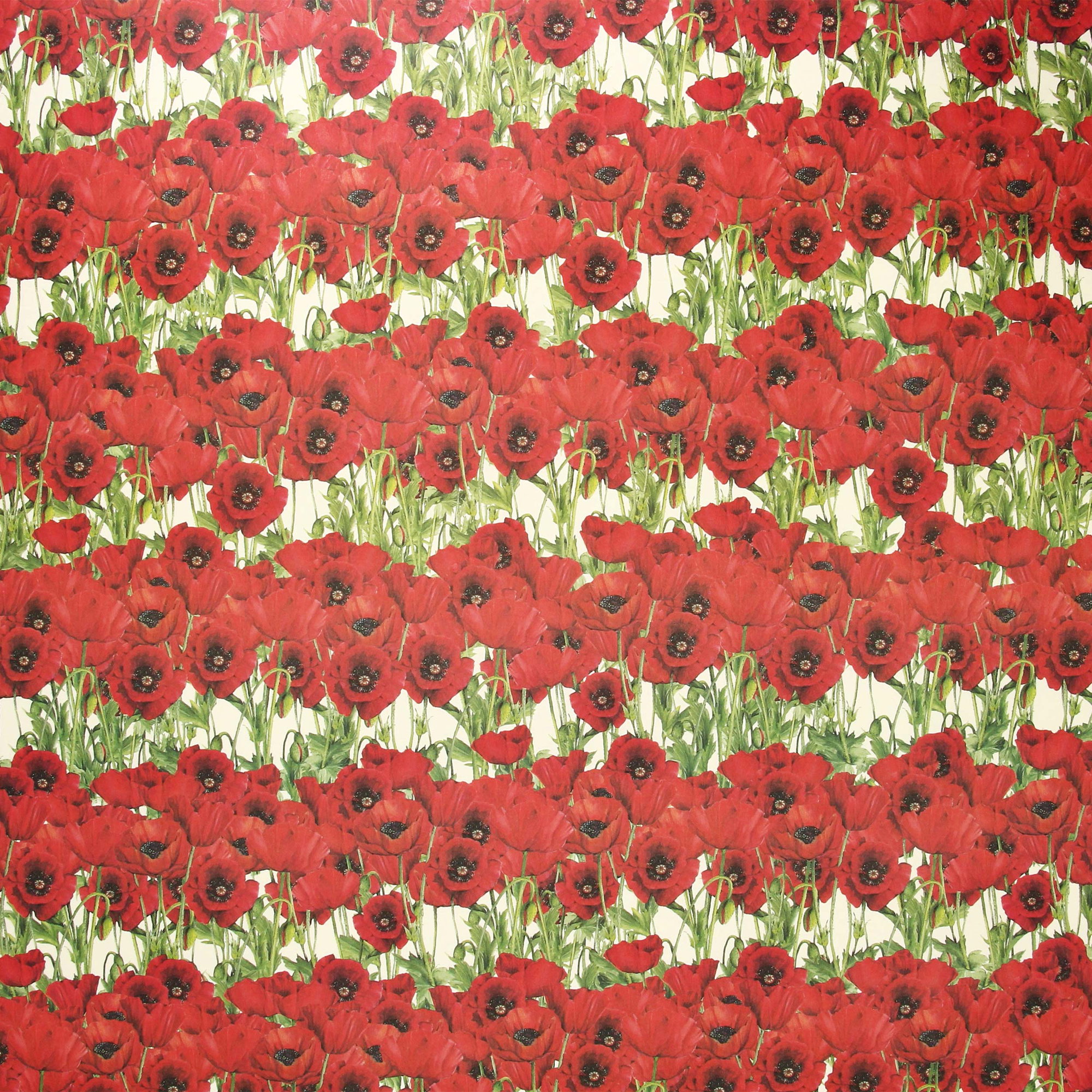 729 - Amapolas