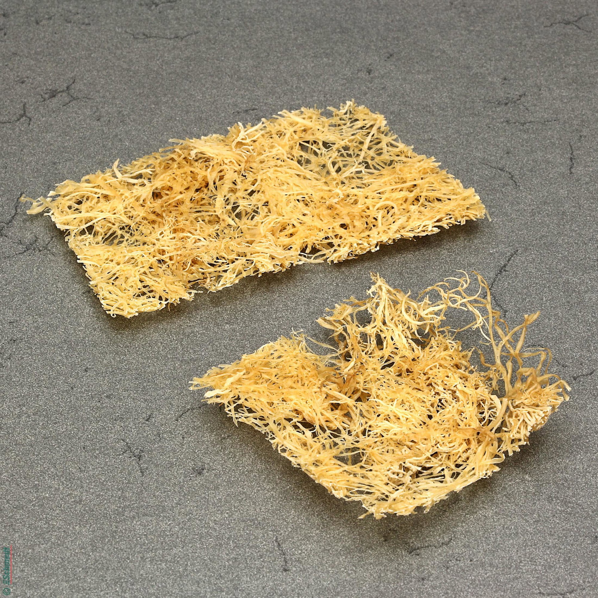 Colle d'algues japonaise Fu-Nori - pour la restauration - pour lier fibres lors de la fabrication de papier très antidéchirure... - image-2