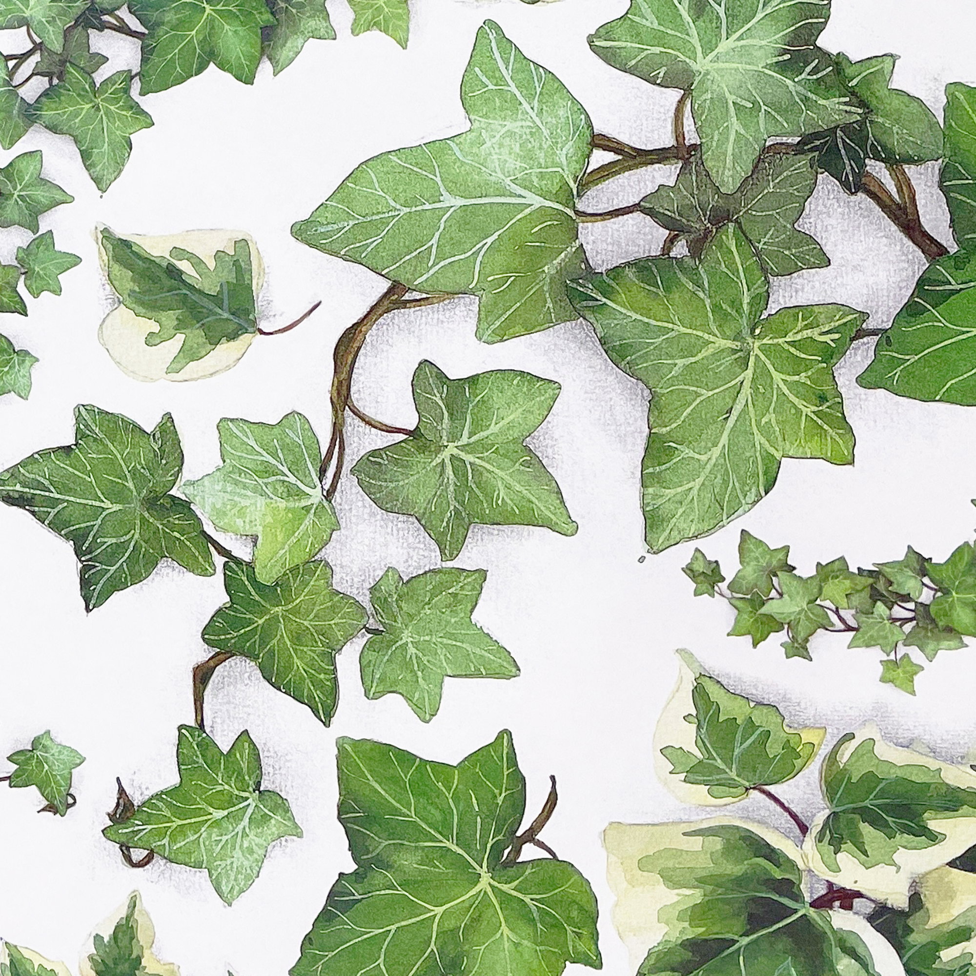 Decorated paper • Grammage: 85 gsm - Colour 007 - Ivy - printed paper used as cover paper for books, boxes, cases, packagings, Origami, scra... - image-1