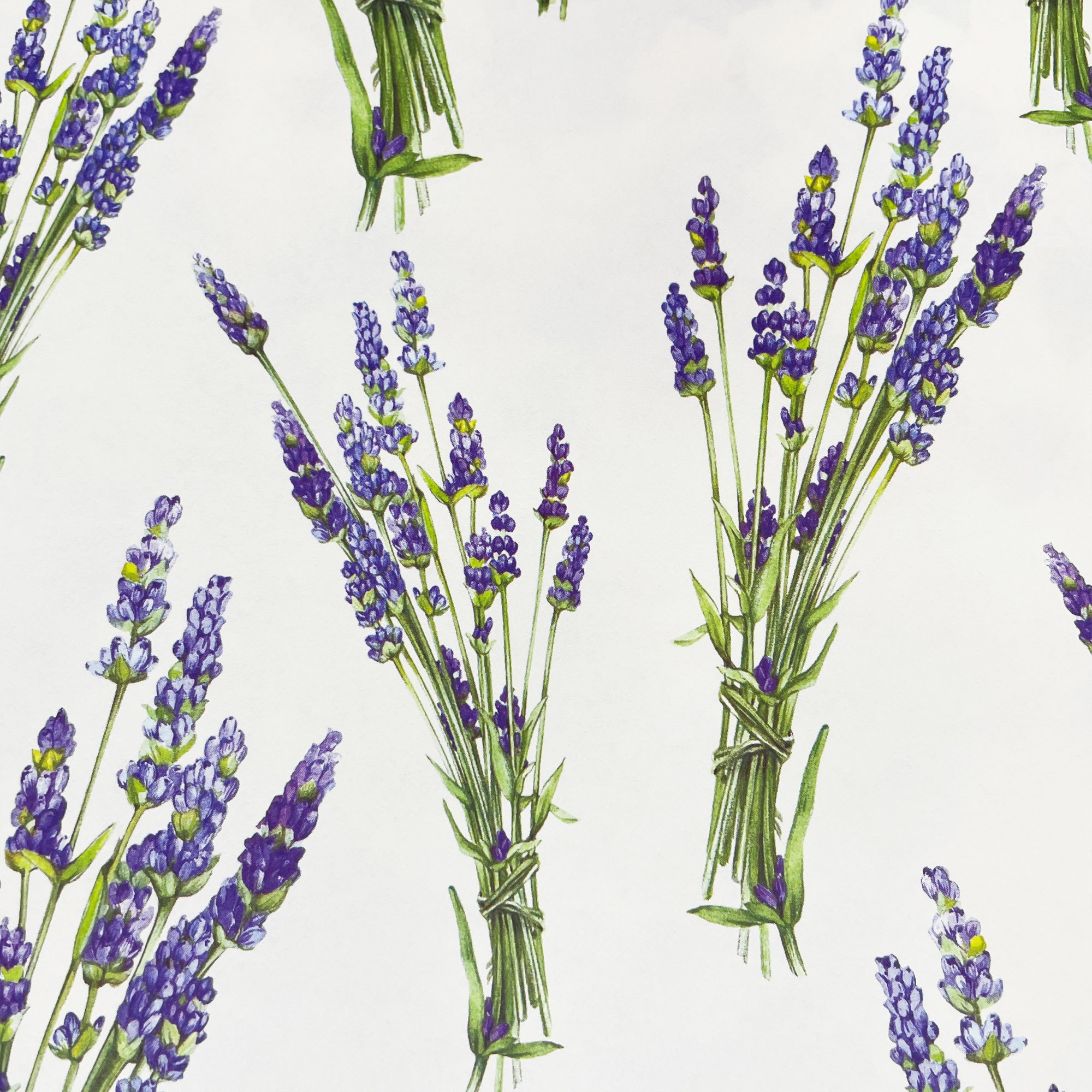 008 - Lavanda